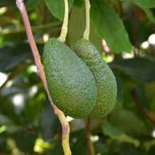 Avocado