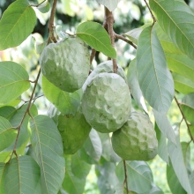 Custard Apple